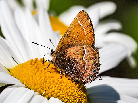 A Juniper or, maybe, a Cedar Hairstreak! After spending a few hours trying to determine what the name and subspecies of the butterfly it seems that it is Callophrys gryneus, ssp. plicataria. The older name C. g. barryi is now a synonym. This was determined first in 1976 and confirmed in 2012. As for the common name… take your pick! By the way, they like daisies. Callophrys gryneus,Canada,Geotagged,Juniper hairstreak,Spring