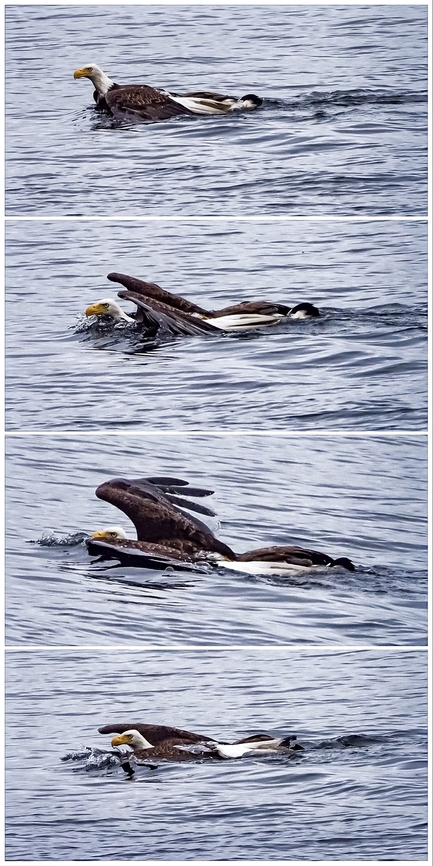A Bald Eagle Swimming! This eagle had taken down a lone Canada goose and not being able to &ldquo;lift off&rdquo; with its prize had to swim to shore using its wings. Their usual prey is fish but they are hard to find and there are many, too many, Canada geese around. I am surprised that the geese are not a more frequent target.  Bald Eagle,Canada,Geotagged,Haliaeetus leucocephalus