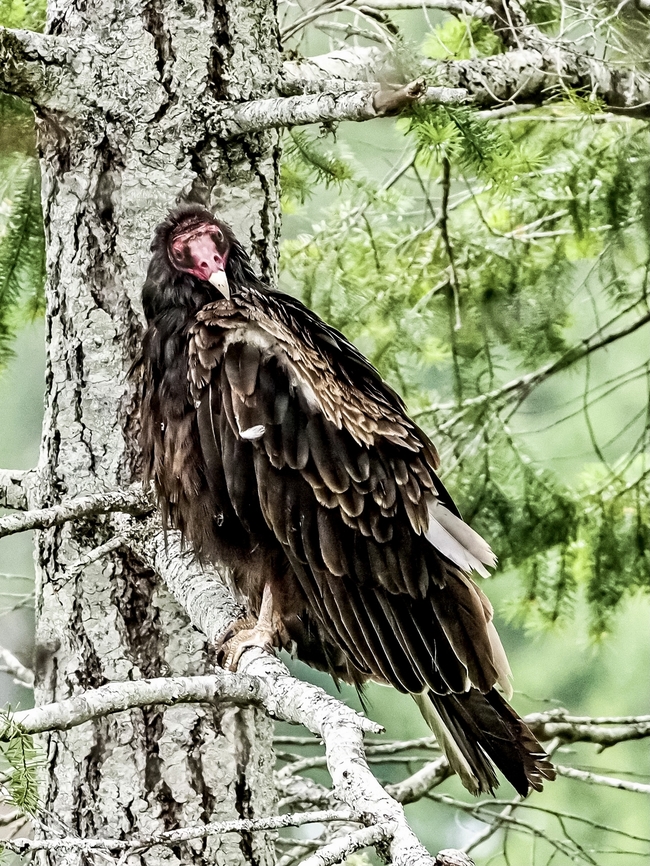 A Turkey Vulture… Waiting! They were waiting to get the leftovers after an eagle had finished feasting on a Canada Goose.<br />
<figure class="photo"><a href="https://www.jungledragon.com/image/136885/a_bald_eagle_swimming.html" title="A Bald Eagle Swimming!"><img src="https://s3.amazonaws.com/media.jungledragon.com/images/2839/136885_thumb.jpeg?AWSAccessKeyId=05GMT0V3GWVNE7GGM1R2&Expires=1759968010&Signature=bma%2BLr%2FkhTSvUIAixNAkiQJNLAQ%3D" width="78" height="152" alt="A Bald Eagle Swimming! This eagle had taken down a lone Canada goose and not being able to &ldquo;lift off&rdquo; with its prize had to swim to shore using its wings. Their usual prey is fish but they are hard to find and there are many, too many, Canada geese around. I am surprised that the geese are not a more frequent target.  Bald Eagle,Canada,Geotagged,Haliaeetus leucocephalus" /></a></figure> Canada,Cathartes aura,Geotagged,Summer,Turkey vulture