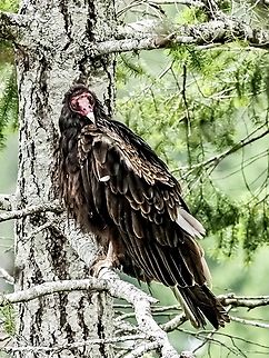 A Turkey Vulture… Waiting! They were waiting to get the leftovers after an eagle had finished feasting on a Canada Goose.
https://www.jungledragon.com/image/136885/a_bald_eagle_swimming.html Canada,Cathartes aura,Geotagged,Summer,Turkey vulture