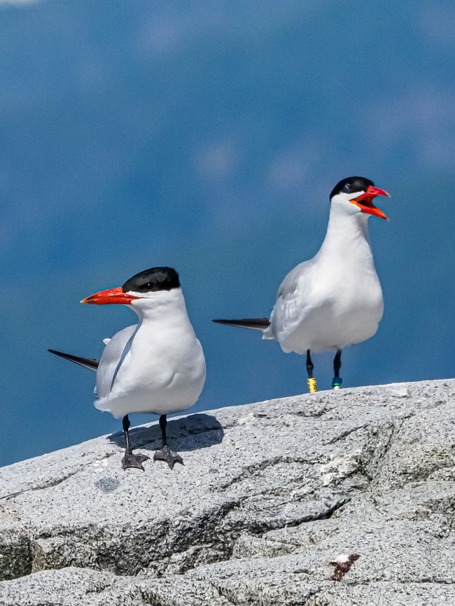 A Couple of Caspian Terns. Two of around 24 that were enjoying the summer sunshine on Centre Islet. The bird on the right has at least three leg bands and I am awaiting information on this bird.<br />
<figure class="photo"><a href="https://www.jungledragon.com/image/137163/enjoying_the_summer_sunshine.html" title="Enjoying The Summer Sunshine!"><img src="https://s3.amazonaws.com/media.jungledragon.com/images/2839/137163_thumb.jpeg?AWSAccessKeyId=05GMT0V3GWVNE7GGM1R2&Expires=1767225610&Signature=uguDKu7%2FYy9G0n1f5e5sXkoOVfA%3D" width="200" height="152" alt="Enjoying The Summer Sunshine! Part of the group of Caspian Terns resting on Centre Islet.<br />
<br />
 Canada,Caspian tern,Geotagged,Hydroprogne caspia,Summer" /></a></figure> Canada,Caspian tern,Geotagged,Hydroprogne caspia,Summer