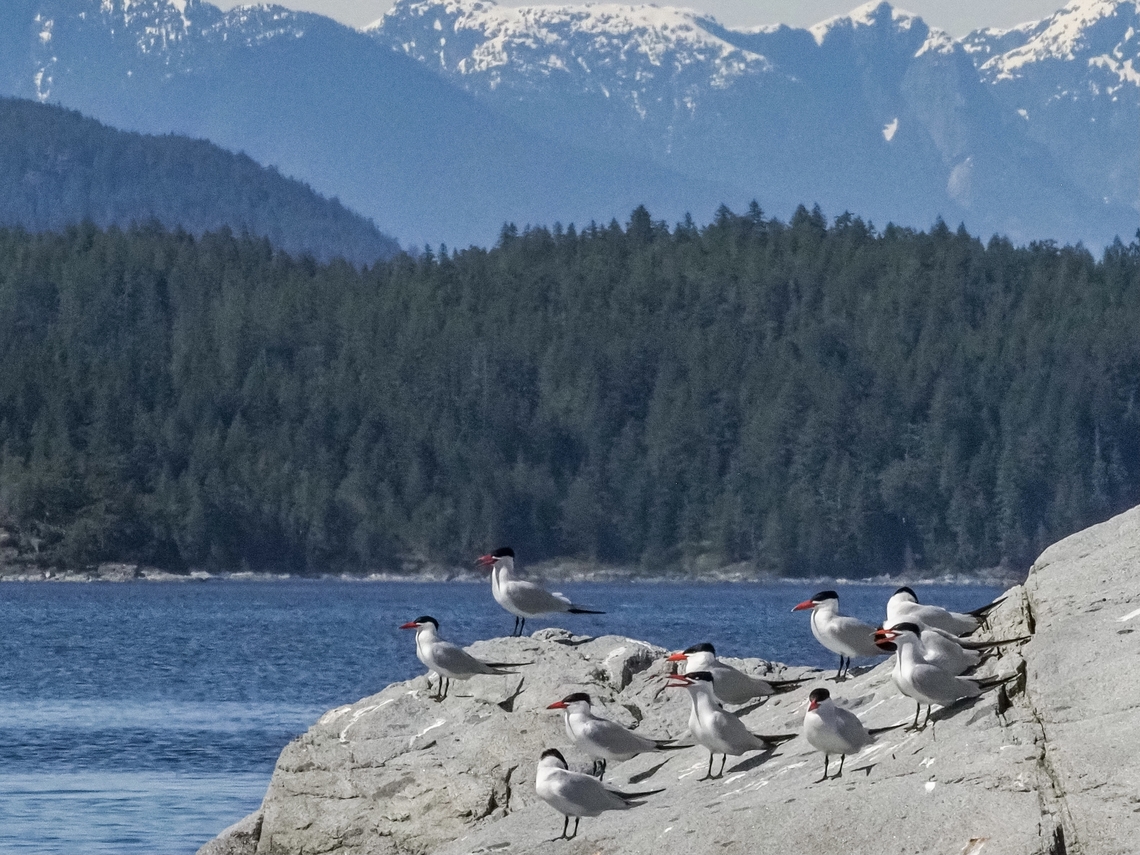 Enjoying The Summer Sunshine! Part of the group of Caspian Terns resting on Centre Islet.<br />
<br />
 Canada,Caspian tern,Geotagged,Hydroprogne caspia,Summer