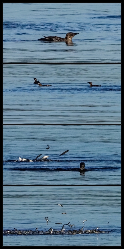 Marbled Murrelets Collectively Fishing! There were about six murrelets fishing which resulted in the small fish leaping in the air to escape.  Brachyramphus marmoratus,Canada,Geotagged,Marbled murrelet