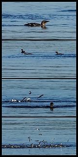 Marbled Murrelets Collectively Fishing! There were about six murrelets fishing which resulted in the small fish leaping in the air to escape.  Brachyramphus marmoratus,Canada,Geotagged,Marbled murrelet
