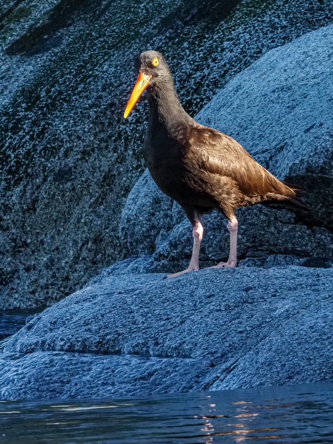 A Black Oystercatcher! I interrupted this fellow while motoring around Centre Islet. The oystercatcher was looking for food along the tideline. Black oystercatcher,Canada,Geotagged,Haematopus bachmani,Summer