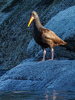 A Black Oystercatcher! I interrupted this fellow while motoring around Centre Islet. The oystercatcher was looking for food along the tideline. Black oystercatcher,Canada,Geotagged,Haematopus bachmani,Summer