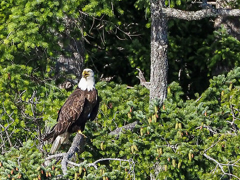 Noisily Waiting! And wishing that food was just as plentiful as the new cones on the Douglas Fir Tree it is perched on! Bald Eagle,Canada,Geotagged,Haliaeetus leucocephalus,Summer