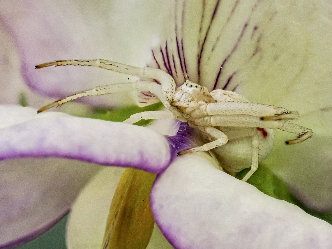Don’t Mind Me… I’m Just Sitting Here… Waiting! Just be careful when you go to smell those Sweet Pea flowers. Canada,Geotagged,Goldenrod crab spider,Misumena vatia,Summer