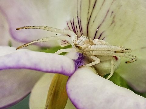 Don’t Mind Me… I’m Just Sitting Here… Waiting! Just be careful when you go to smell those Sweet Pea flowers. Canada,Geotagged,Goldenrod crab spider,Misumena vatia,Summer