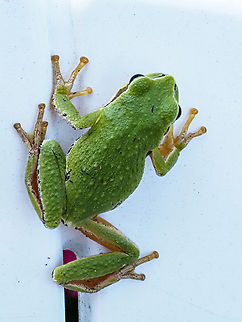 A Party Crasher! An early uninvited guest to our Canada Day party! Canada,Geotagged,Pacific tree frog,Pseudacris regilla,Summer