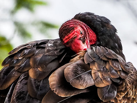 Preening Session. After a feeding session. Canada,Cathartes aura,Geotagged,Summer,Turkey vulture