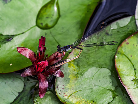 A Pacific Forktail Damselfly. It is resting on the blossom of the Watershield (Brasenia schreberi). To correct the description of the range of this damselfly, it is also found in the west coast of Canada as well! iNaturalist has many recorded sightings in southwestern BC as well as the northwestern US. Canada,Geotagged,Ischnura cervula,Pacific Forktail,Summer