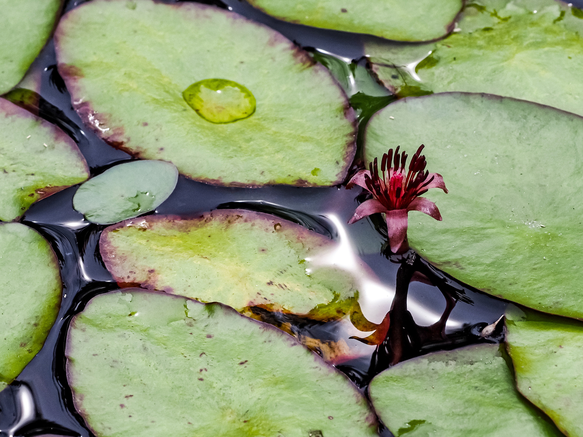 A Watershield Blossom. One of many on this small pond. Brasenia schreberi,Canada,Geotagged,Summer,Watershield