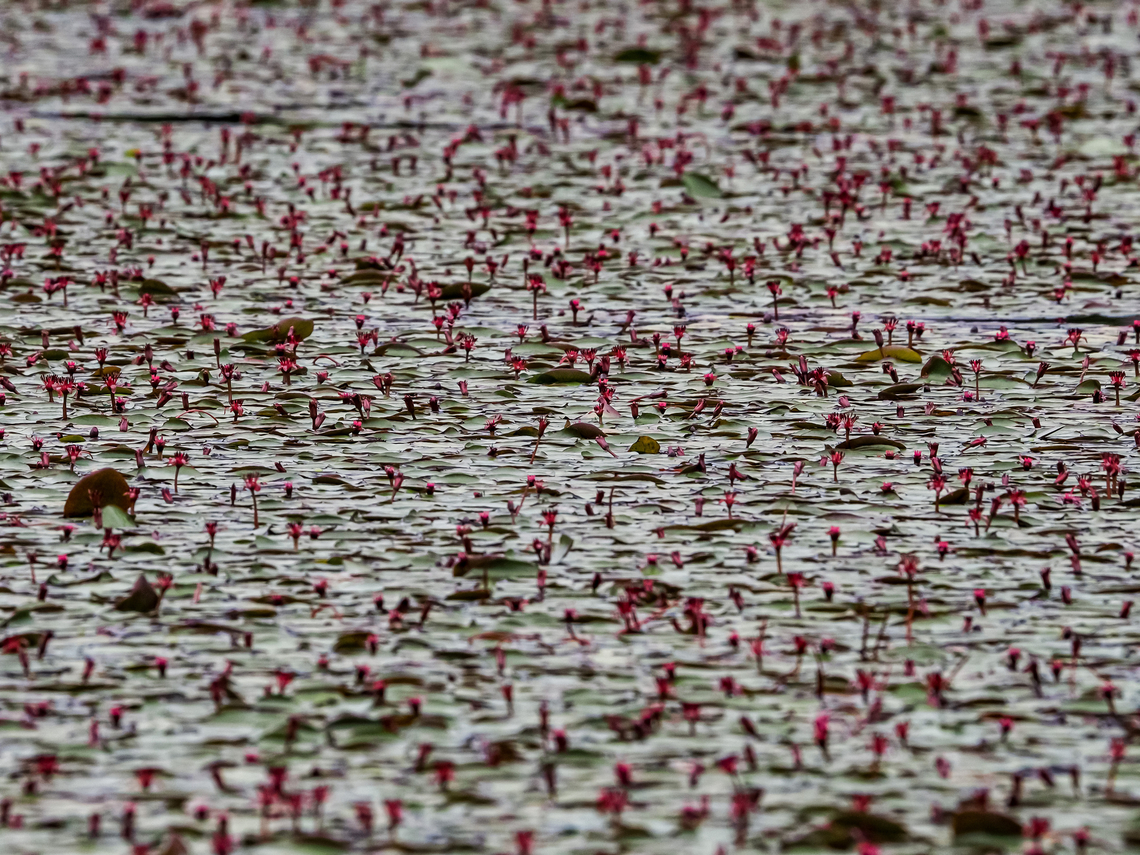 A “Field” of Watershield! This pond was completely open and uncovered just a few months ago.<br />
<figure class="photo"><a href="https://www.jungledragon.com/image/137767/a_watershield_blossom.html" title="A Watershield Blossom."><img src="https://s3.amazonaws.com/media.jungledragon.com/images/2839/137767_thumb.jpeg?AWSAccessKeyId=05GMT0V3GWVNE7GGM1R2&Expires=1767225610&Signature=H5b%2FqmOBjjJo3tKk8JMpWZmZgSU%3D" width="200" height="152" alt="A Watershield Blossom. One of many on this small pond. Brasenia schreberi,Canada,Geotagged,Summer,Watershield" /></a></figure> Brasenia schreberi,Canada,Geotagged,Summer,Watershield