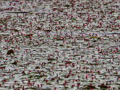 A “Field” of Watershield! This pond was completely open and uncovered just a few months ago.
https://www.jungledragon.com/image/137767/a_watershield_blossom.html Brasenia schreberi,Canada,Geotagged,Summer,Watershield
