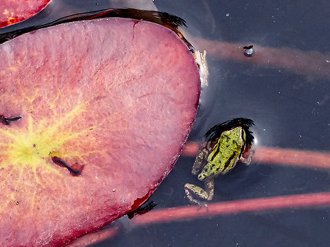 Not Yet Grown Up! This young Pacific Tree Frog has just lost his tadpole tail. One of the last stages in its development. Canada,Geotagged,Pacific tree frog,Pseudacris regilla,Summer