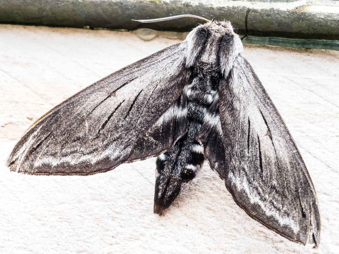An Elegant Sphinx! This fellow was under the back door skylight.  Canada,Elegant sphinx,Geotagged,Sphinx perelegans,Summer