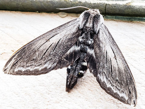 An Elegant Sphinx! This fellow was under the back door skylight.  Canada,Elegant sphinx,Geotagged,Sphinx perelegans,Summer