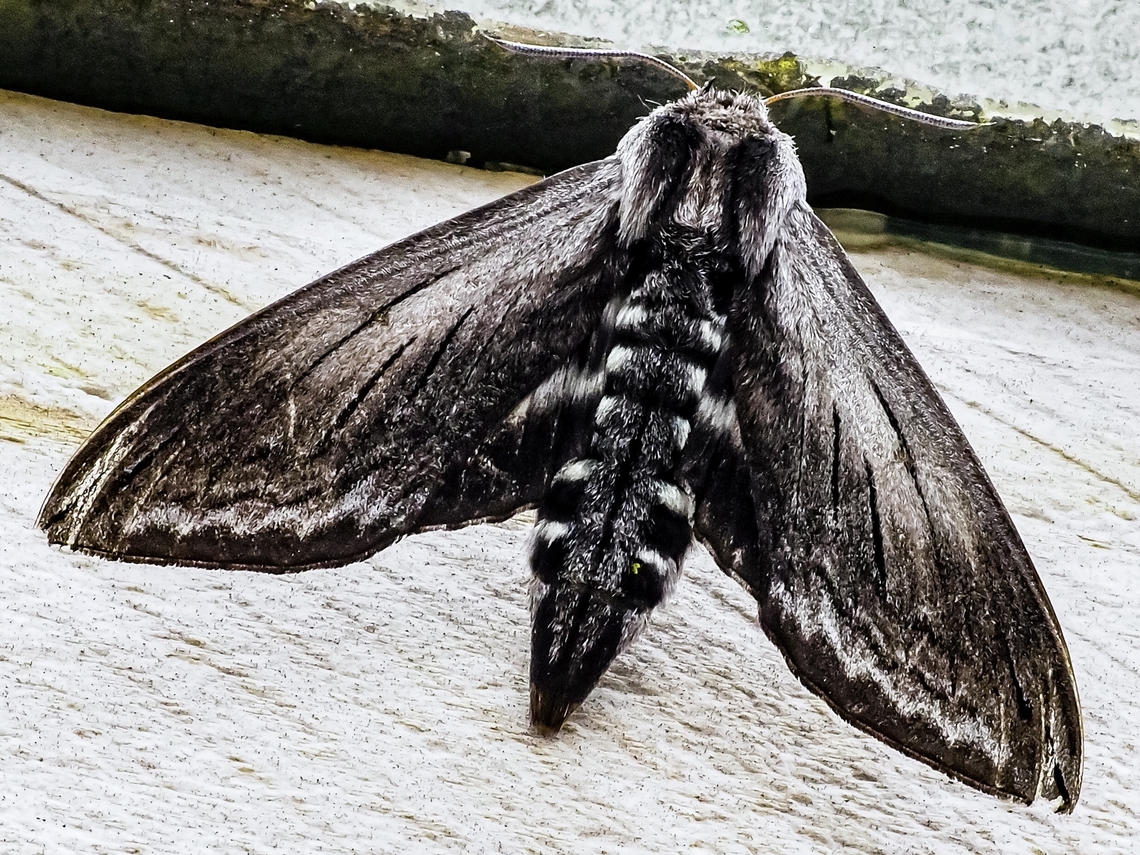 Another View of the Elegant Sphinx! It was nice to see both antennae! The larva or caterpillars feed on Manzanita or Arbutus. Canada,Elegant sphinx,Geotagged,Sphinx perelegans,Summer