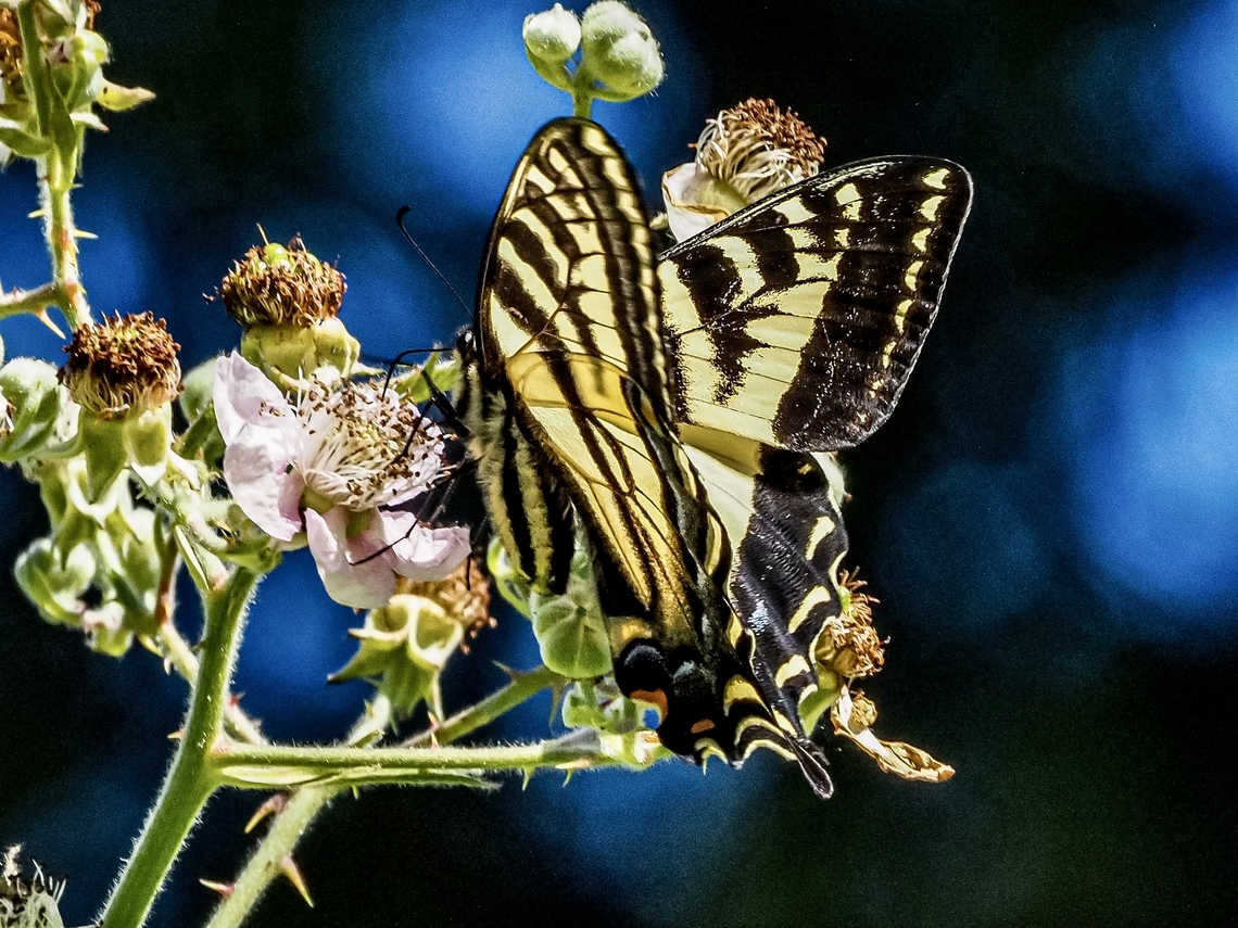 A Western Tiger Swallowtail! This one was visiting the blackberry flowers. Canada,Geotagged,Papilio rutulus,Summer,Western Tiger Swallowtail