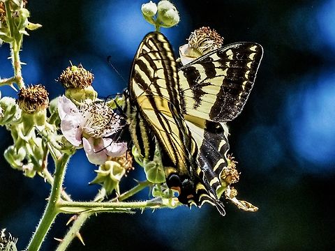 A Western Tiger Swallowtail! This one was visiting the blackberry flowers. Canada,Geotagged,Papilio rutulus,Summer,Western Tiger Swallowtail