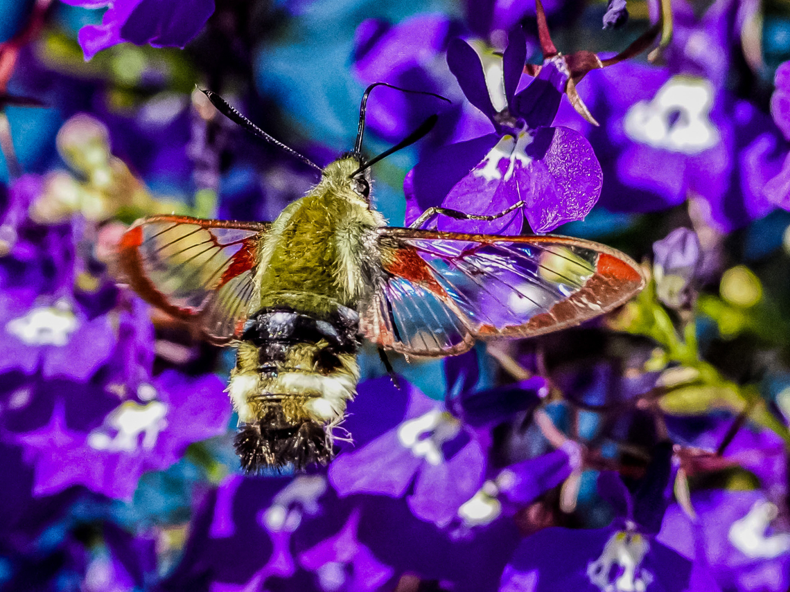 A Rocky Mountain Clearwing? While eating lunch on the deck this strange &ldquo;bee&rdquo; was hovering around the trailing lobelia. I had the camera ready to take photos of the Merlins but was distracted by this beemoth. Hemaris thetis was the only one that was close when I entered four different photos into iNaturalist. Canada,Geotagged,Hemaris thetis,Summer