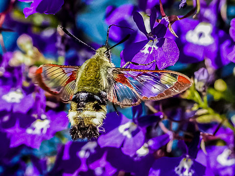 A Rocky Mountain Clearwing? While eating lunch on the deck this strange &ldquo;bee&rdquo; was hovering around the trailing lobelia. I had the camera ready to take photos of the Merlins but was distracted by this beemoth. Hemaris thetis was the only one that was close when I entered four different photos into iNaturalist. Canada,Geotagged,Hemaris thetis,Summer