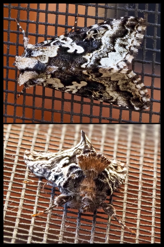 A Salt and Pepper Looper! Resting on the back screen door! Canada,Geotagged,Syngrapha rectangula