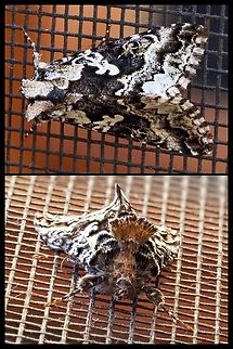 A Salt and Pepper Looper! Resting on the back screen door! Canada,Geotagged,Syngrapha rectangula