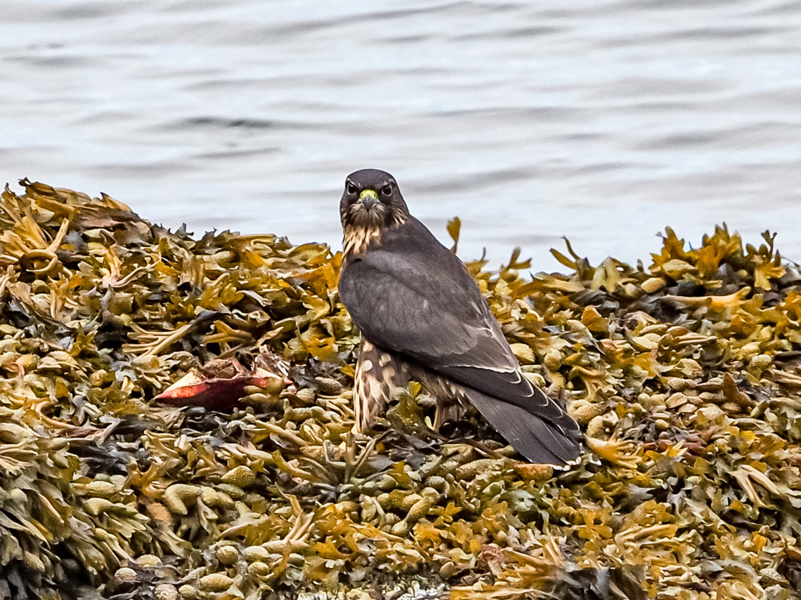 A Juvenile Falco columbarius suckleyi or Black Merlin. This juvenile is waiting for one of its parents to return from a hunting foray across Whaletown Bay. When nearly home the juvenile will noisily join its parent and fly to their perch. F.c.suckleyi is the Merlin that inhabits the Pacific coast of North America. I finally have managed to photograph this bird. The parents have nested nearby for many years and are a common sight for us although classified as &ldquo;uncommon&rdquo; in most birding references. Black Merlin,Canada,Falco columbarius,Falco columbarius suckleyi,Geotagged,Merlin,Summer