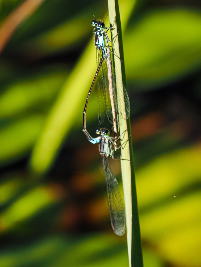 A Coupled Couple! A pair of Pacific Forktails. Canada,Geotagged,Ischnura cervula,Pacific Forktail,Summer