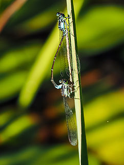 A Coupled Couple! A pair of Pacific Forktails. Canada,Geotagged,Ischnura cervula,Pacific Forktail,Summer