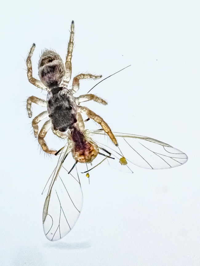A Midday Snack! This young spider has captured itself an aphid. The spider is about 2.5mm long and it was enjoying its snack on our living room window. I believe it to be a jumping spider, possibly a Proszynski&rsquo;s Jumping Spider. Canada,Geotagged,Summer