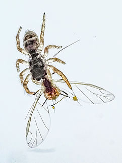 A Midday Snack! This young spider has captured itself an aphid. The spider is about 2.5mm long and it was enjoying its snack on our living room window. I believe it to be a jumping spider, possibly a Proszynski’s Jumping Spider. Canada,Geotagged,Summer