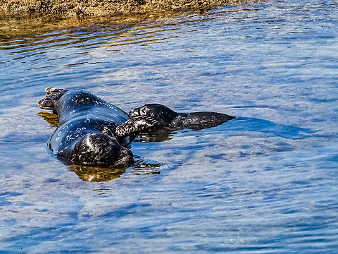 Lunch Time! Junior must have been hungry! Mom decided the best place for the picnic was on the beach in front of our house. Lucky us. Phoca vitulina richardsi Canada,Geotagged,Harbor (common) seal,Phoca vitulina,Summer