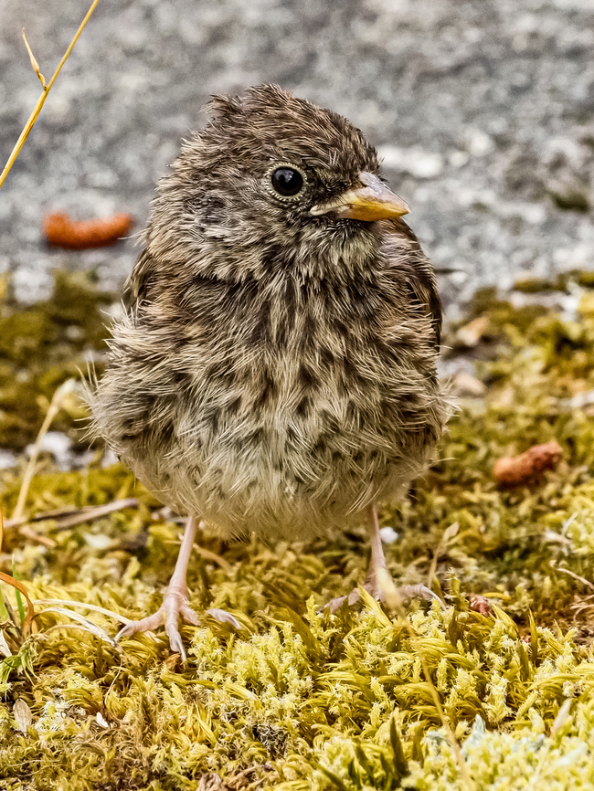 Do You Know Where My Mom Is? Part of a late hatching of our Juncos. It&rsquo;s sibling is nearby and they are awaiting the return of their parents. The two of them appear to be just putting in time! Canada,Dark-eyed junco,Geotagged,Junco hyemalis,Summer