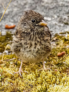 Do You Know Where My Mom Is? Part of a late hatching of our Juncos. It’s sibling is nearby and they are awaiting the return of their parents. The two of them appear to be just putting in time! Canada,Dark-eyed junco,Geotagged,Junco hyemalis,Summer