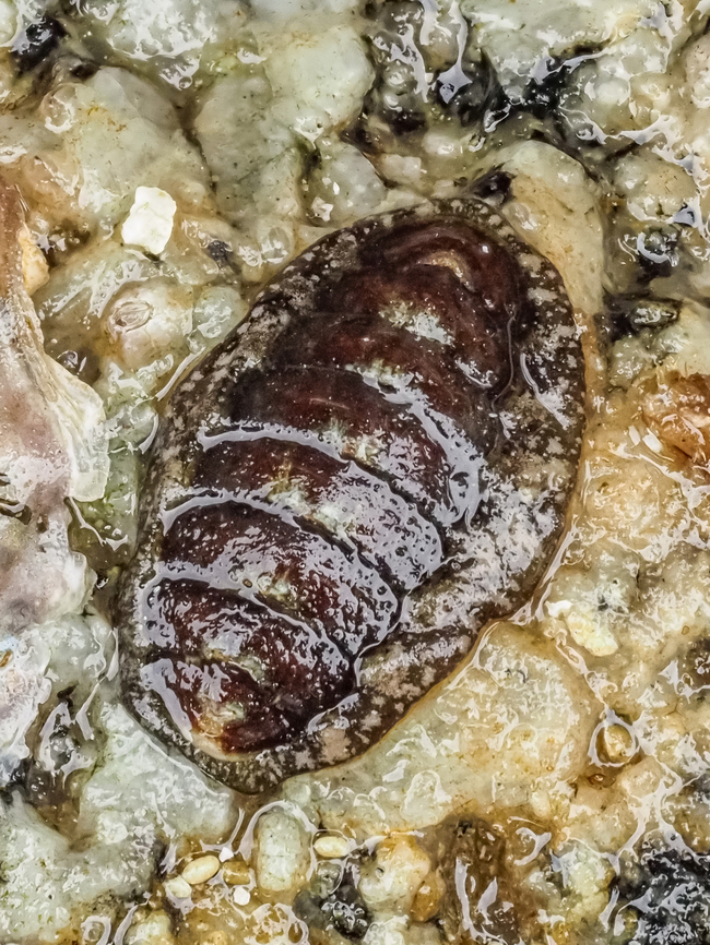 A Small Chiton! This small chiton is more than likely Gould&rsquo;s Baby Chiton. It is quite common in our intertidal region. Although common it is not often seen because of its small size, up to 2.7cm. This little guy was 1.5cm. It was under a rock that I lifted to see what was there! The rock was carefully replaced. <br />
Gould&rsquo;s Baby Chiton, Cyanoplax dentiens. Canada,Geotagged,Summer