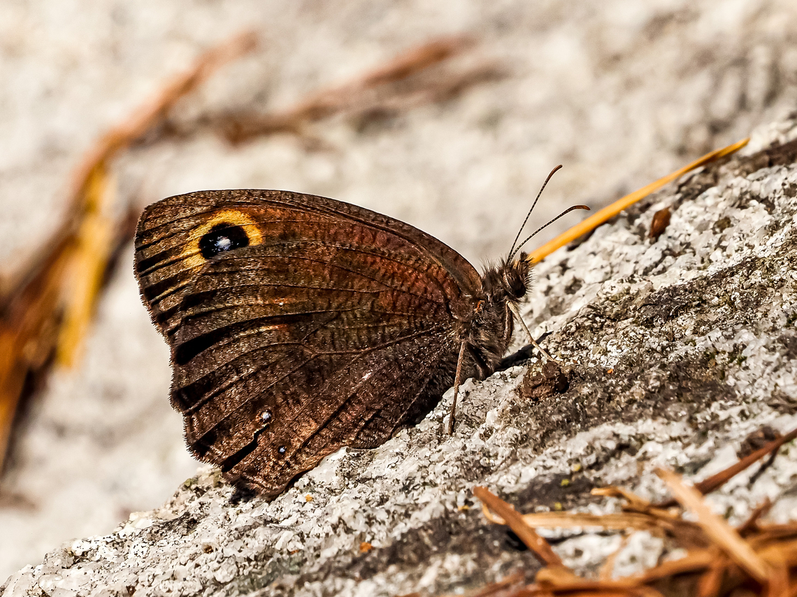 Cercyonis pegala incana! I have been trying to take photos of this butterfly for about a week. The Common Wood-nymph sub species incana is subject to dwindling numbers in this area due to habitat loss and pesticides used to control Gypsy moths.<br />
<a href="https://a100.gov.bc.ca/pub/eswp/esr.do?id=17064" rel="nofollow">https://a100.gov.bc.ca/pub/eswp/esr.do?id=17064</a> Canada,Cercyonis pegala,Geotagged,Summer,common wood nymph