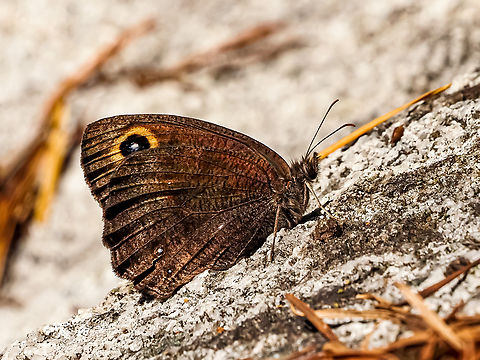 Cercyonis pegala incana! I have been trying to take photos of this butterfly for about a week. The Common Wood-nymph sub species incana is subject to dwindling numbers in this area due to habitat loss and pesticides used to control Gypsy moths.
https://a100.gov.bc.ca/pub/eswp/esr.do?id=17064 Canada,Cercyonis pegala,Geotagged,Summer,common wood nymph