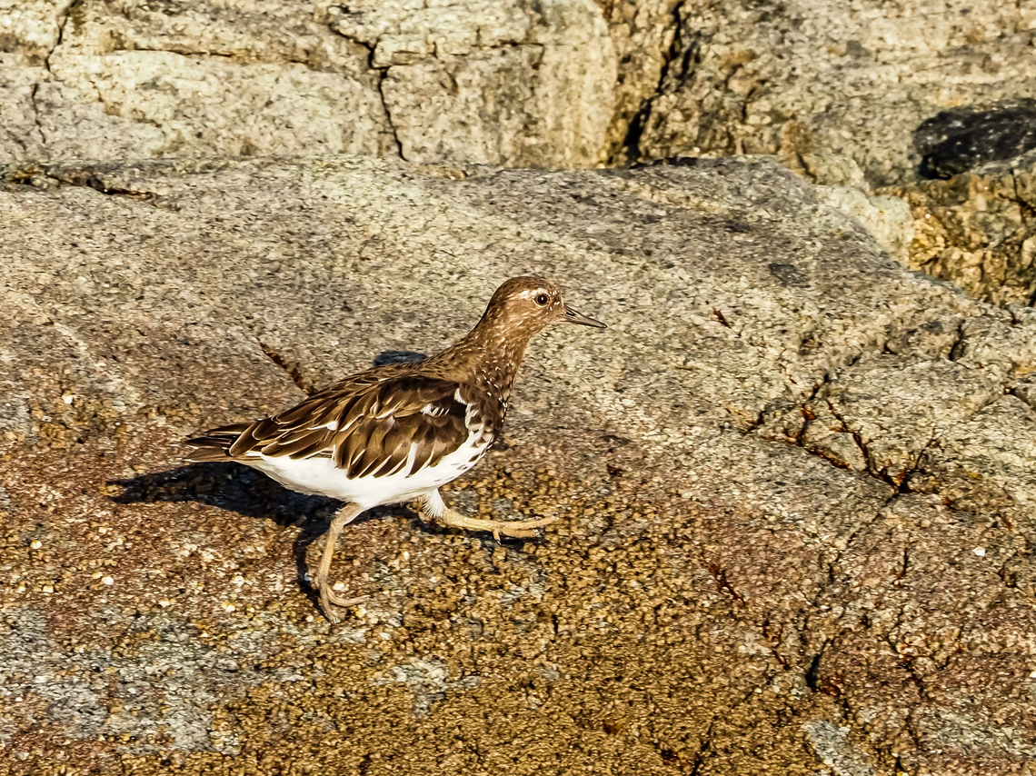 “Can’t Stop! I’m Late!” A foraging Black Turnstone. A fellow bird enthusiast mentioned they should be called &ldquo;Brown Turnstones&rdquo;. Guess it didn&rsquo;t sound as good. The setting sun made the dark feathers appear lighter than they were.  Arenaria melanocephala,Black turnstone,Canada,Geotagged,Summer