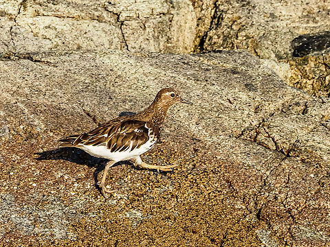 “Can’t Stop! I’m Late!” A foraging Black Turnstone. A fellow bird enthusiast mentioned they should be called “Brown Turnstones”. Guess it didn’t sound as good. The setting sun made the dark feathers appear lighter than they were.  Arenaria melanocephala,Black turnstone,Canada,Geotagged,Summer