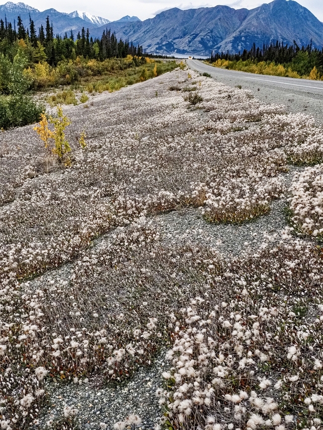 Yellow Mountain Avens, a Habitat Photo. While on a road trip on the Alaska Highway is was impossible not to notice all the feathery seed plumes. They looked like snow on the side of the road. The plant obviously likes gravel because everywhere the side of the road was gravelly these plant were there. Besides gravel the plant needs a good covering of winter snow. Canada,Dryas  drummondii,Dryas Drummondii,Geotagged,Summer