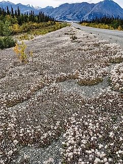 Yellow Mountain Avens, a Habitat Photo. While on a road trip on the Alaska Highway is was impossible not to notice all the feathery seed plumes. They looked like snow on the side of the road. The plant obviously likes gravel because everywhere the side of the road was gravelly these plant were there. Besides gravel the plant needs a good covering of winter snow. Canada,Dryas  drummondii,Dryas Drummondii,Geotagged,Summer