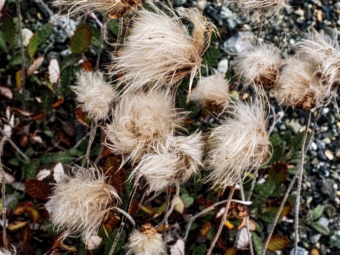 The Feathery Seed Plumes… &hellip; of the Yellow Mountain Avens. Canada,Dryas  drummondii,Geotagged,Summer