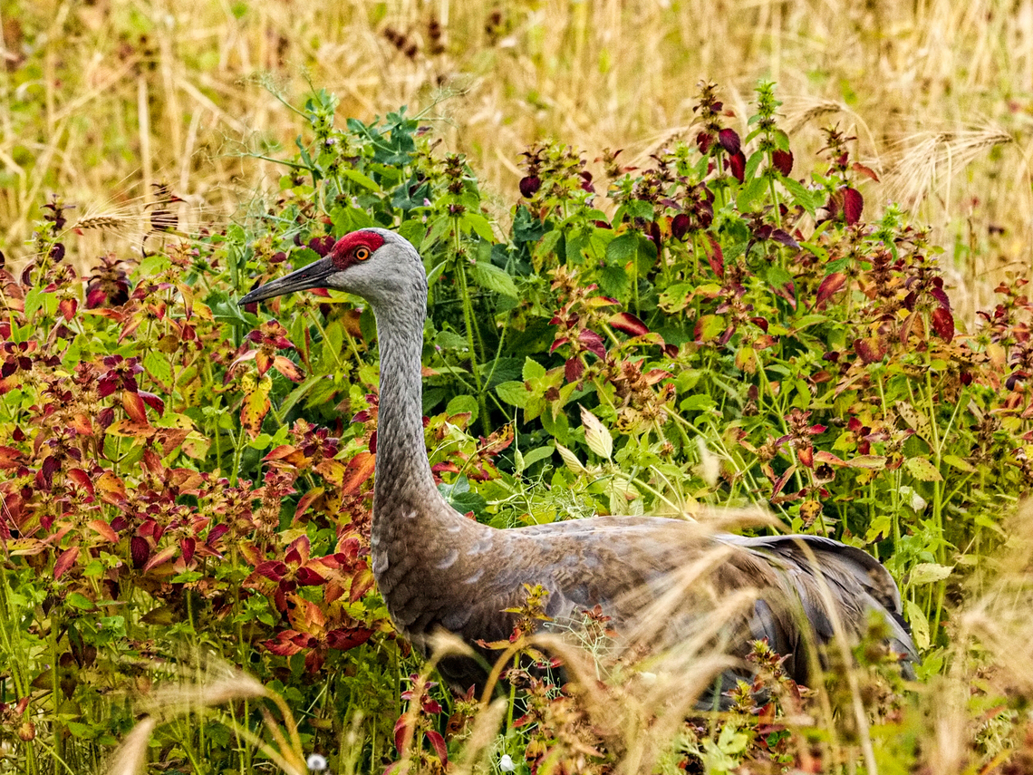 A Sandhill Crane at Creamer’s Field, Alaska. One of many waiting for the urge to fly south. It was not only a delight to see these birds up close but also a delight to hear their calls fill the air. Creamer&rsquo;s Field is a Migratory Wildfowl Refuge. Antigone canadensis,Geotagged,Sandhill Crane,Summer,United States