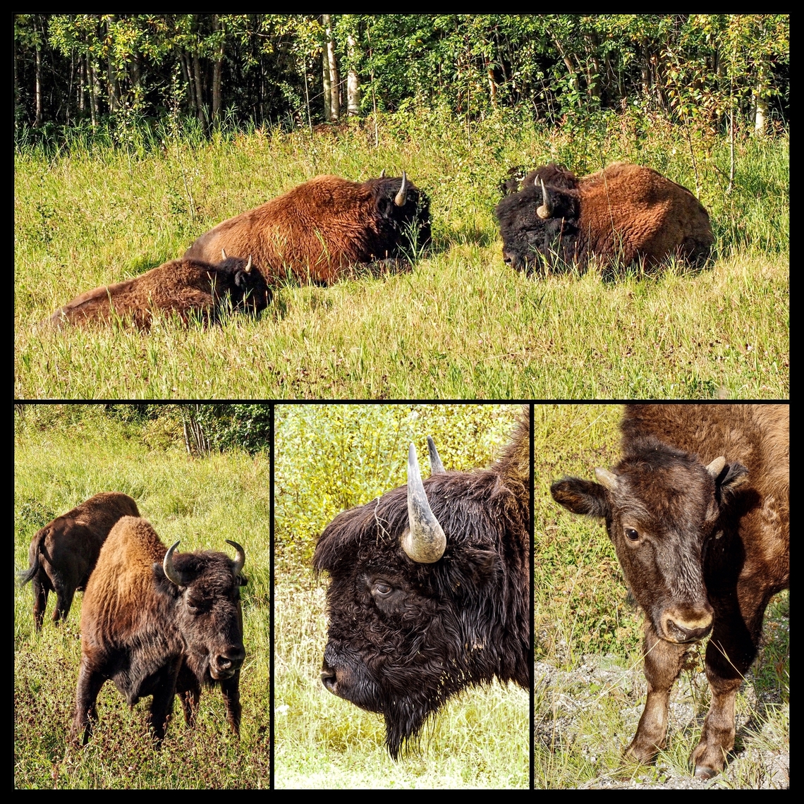 A Wood Bison Collage. The bison seem to appreciate the manicured slopes and verges provided by the department of highways. They also seem to be completely oblivious to highway traffic and photographers.<br />
The location given is an estimate. Bison bison athabascae,Canada,Geotagged,Wood bison
