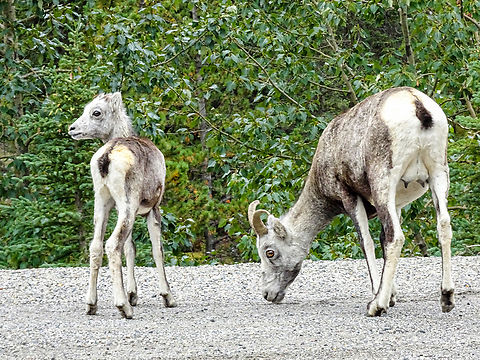 Stone Sheep, a Ewe and Lamb. Taken on Highway 97 through Stone Mountain Provincial Park. The lamb was less sure of itself than its mother who continued searching for minerals while we took photos. 
                        Canada,Geotagged,Ovis dalli stonei,Stone sheep,Summer