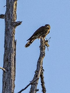 A Peering Merlin. At this beaver pond there are numerous large dragonflies, more than likely Paddle-tailed Darners. The resident Merlin was busy watching from his perch atop one of the dead snags, stooping to catch their prey and quickly returning to consume their catch. Judging from the look I was given, although nearly 50 meters away, I was noticed! Canada,Falco columbarius,Geotagged,Merlin,Summer