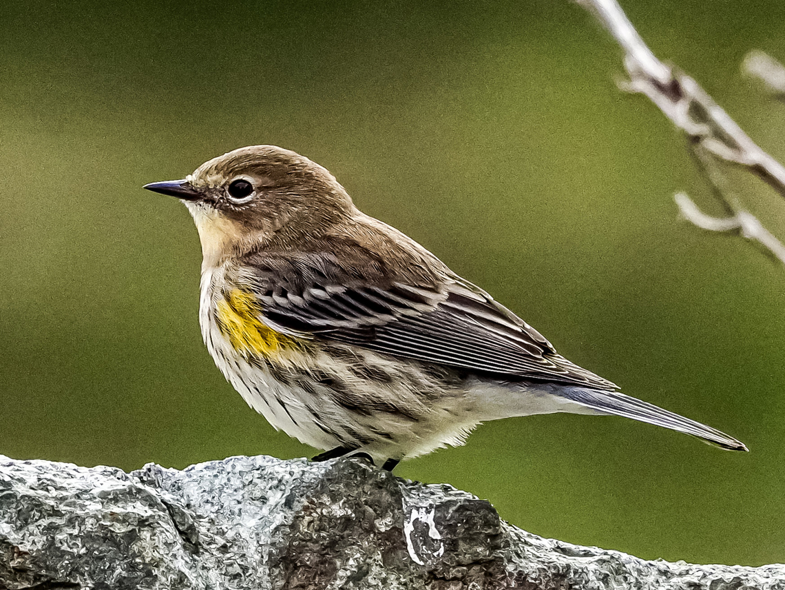 Just Passing Through! An immature or female Myrtle Warbler. The light coloured throat means it is not one of our resident Audubon&rsquo;s. Another new one for me. Canada,Fall,Geotagged,Myrtle warbler,Setophaga coronata coronata